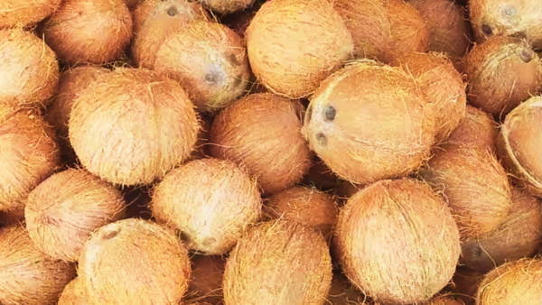 SEMI HUSKED COCONUT - Image 2