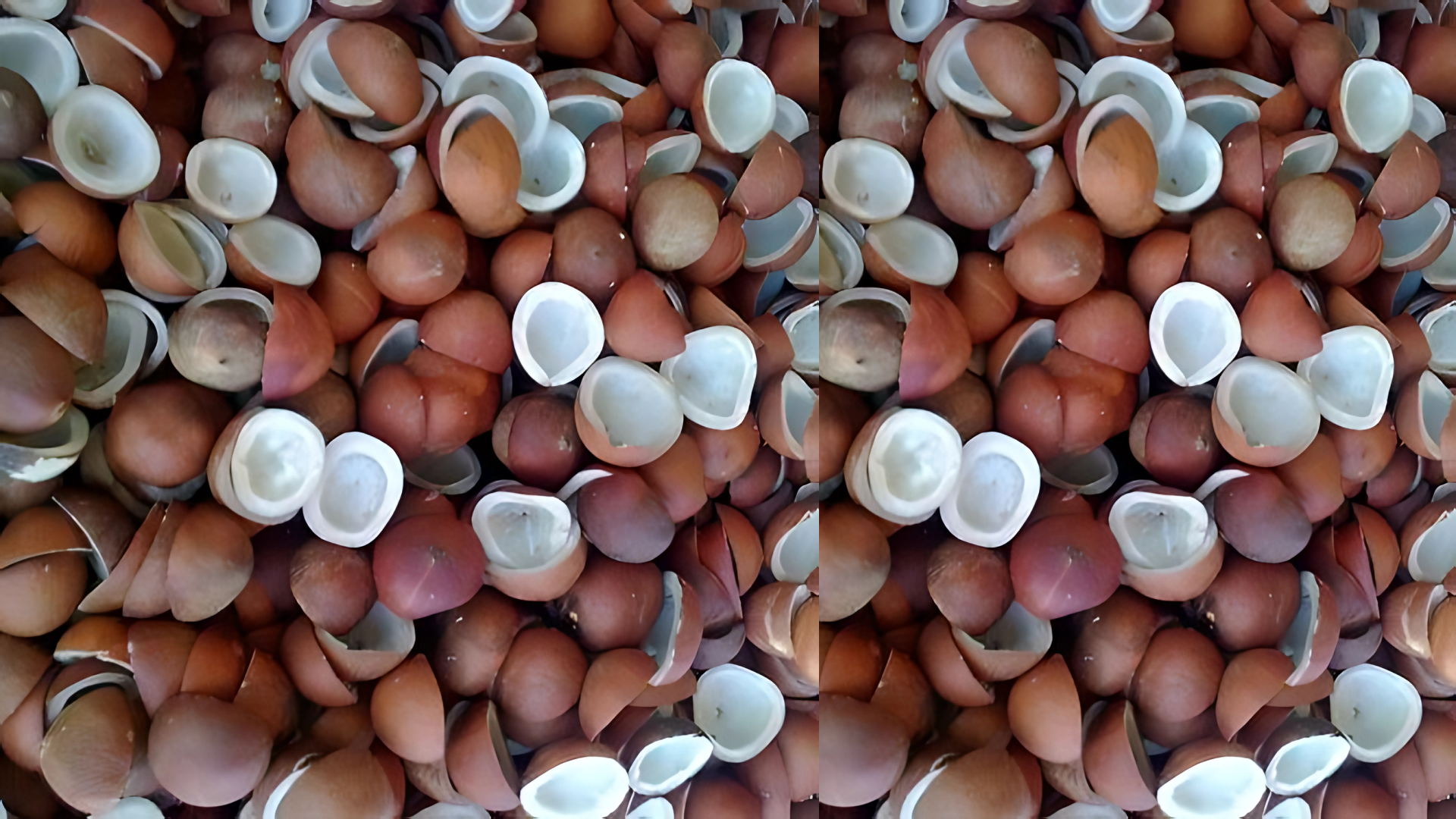 WHITE COPRA - Image 2